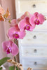 Orchid Harmony Trio