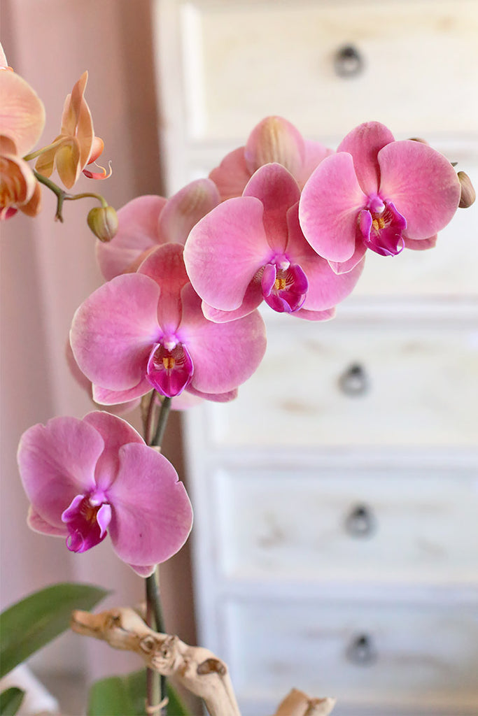 Orchid Harmony Trio