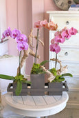 Orchid Harmony Trio