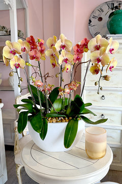 Peach Promise Orchids