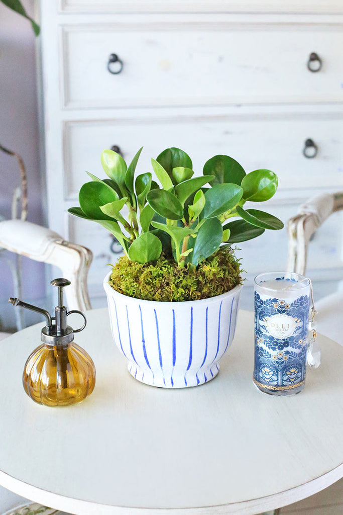 Peperomia Obtusifolia (Baby Rubber Plant)