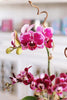 Pink Palisades Orchids