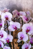 Pink Orchids Waterfall