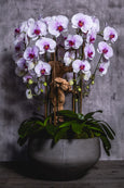 Pink Orchids Waterfall