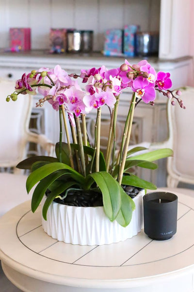 Pink Hermosa Orchids