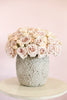 Sahara Roses