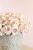 Sahara Roses