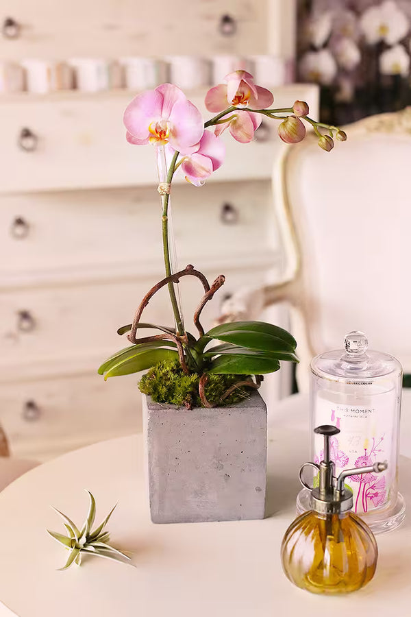Single Baby Orchid  -  $18.00