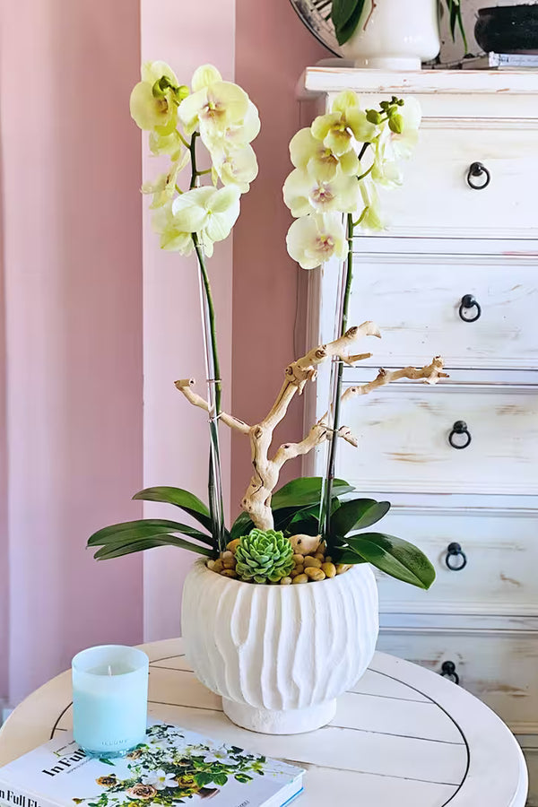 Single Medium Orchid - $38.00