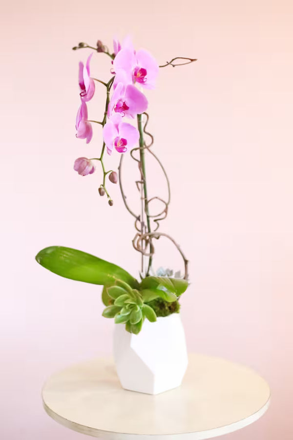 Single Orchid Plant -  $45.00