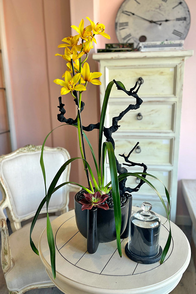 Soleil Noir Cymbidiums