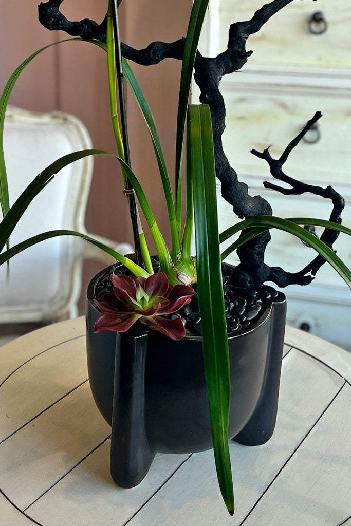 Soleil Noir Cymbidiums