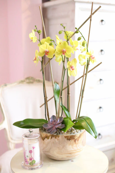 Sunlit Orchids