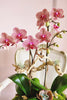 Sweet Paradise Orchids