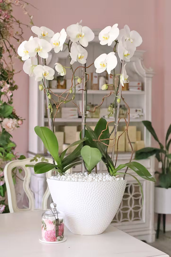 Three Orchid Plants  -  $135.00