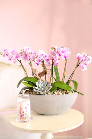 PINK ORCHIDS