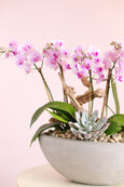 Tinkerbelle Pink Orchids