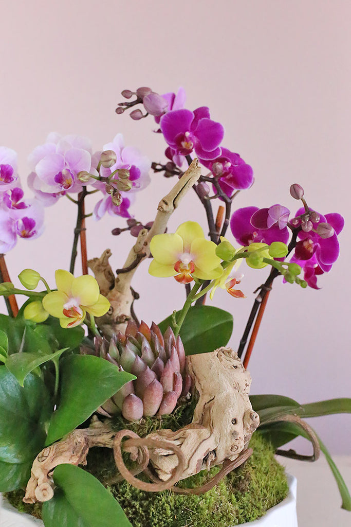 Tropical Oasis Orchids