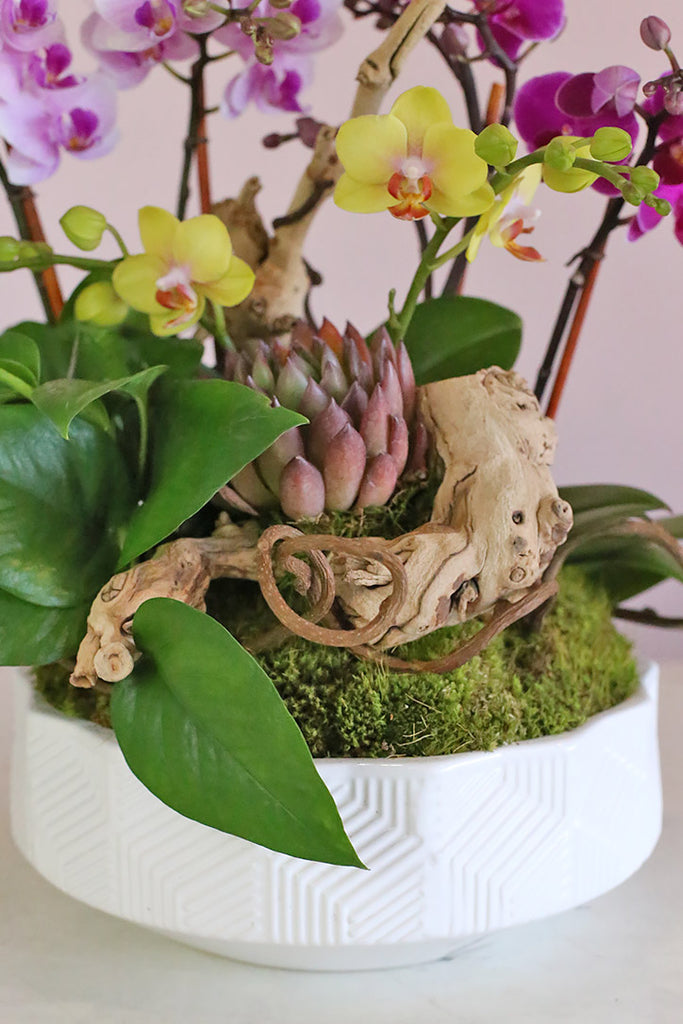 Tropical Oasis Orchids