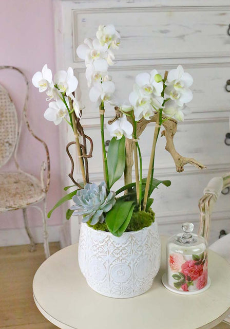 Westpark White Orchids