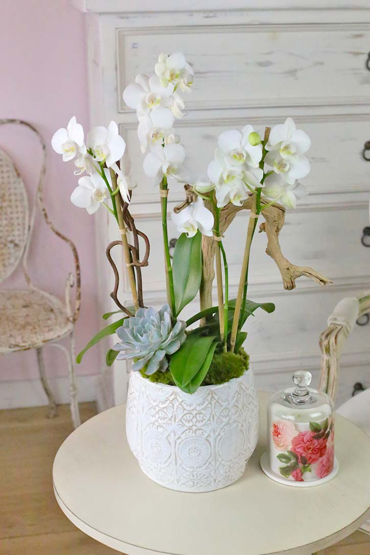 Westpark White Orchids