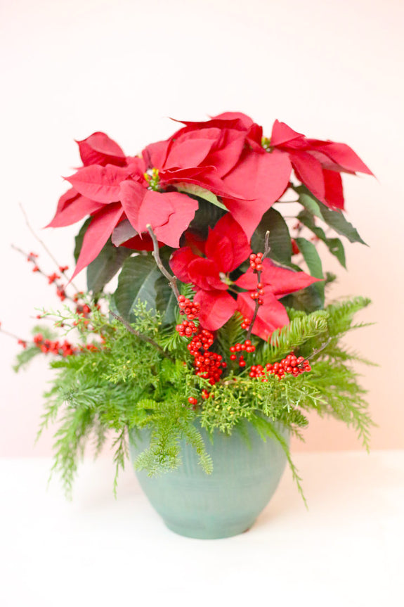 Winterberry Poinsettia