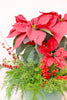 Winterberry Poinsettia