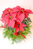 Winterberry Poinsettia