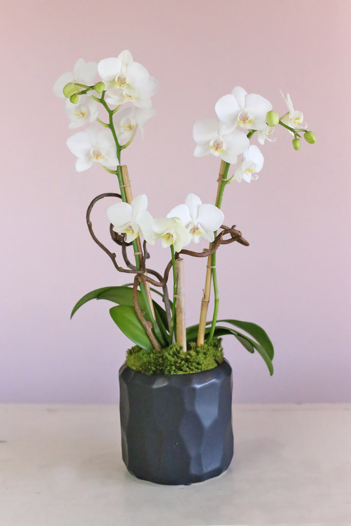 Yin and Yang Orchids