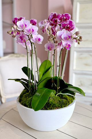 Baby Love Orchids