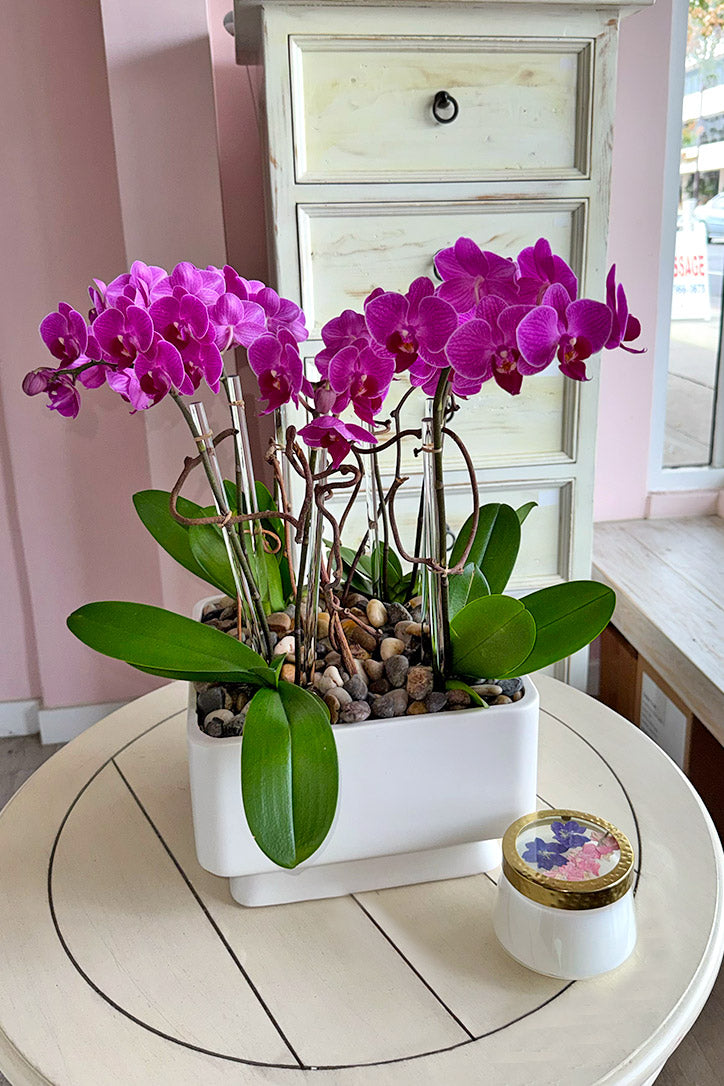 orchid as an air plant Bel-Air Baby Orchids – Orchid Republic Floral Boutique