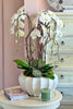 Bel-Air Blanc Orchids