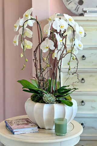 Bel-Air Blanc Orchids