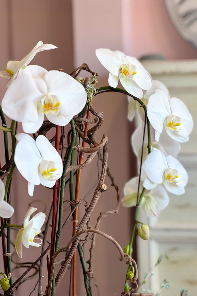 Bel-Air Blanc Orchids