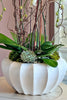 Bel-Air Blanc Orchids