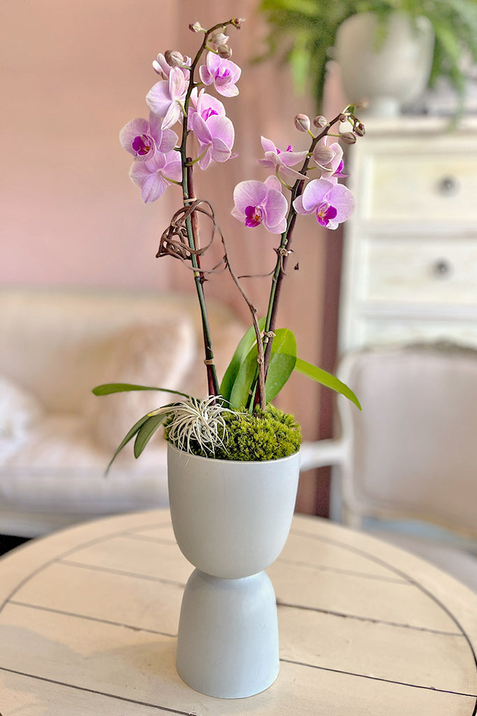 Blush Theory Orchids