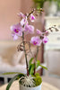 Blush Theory Orchids