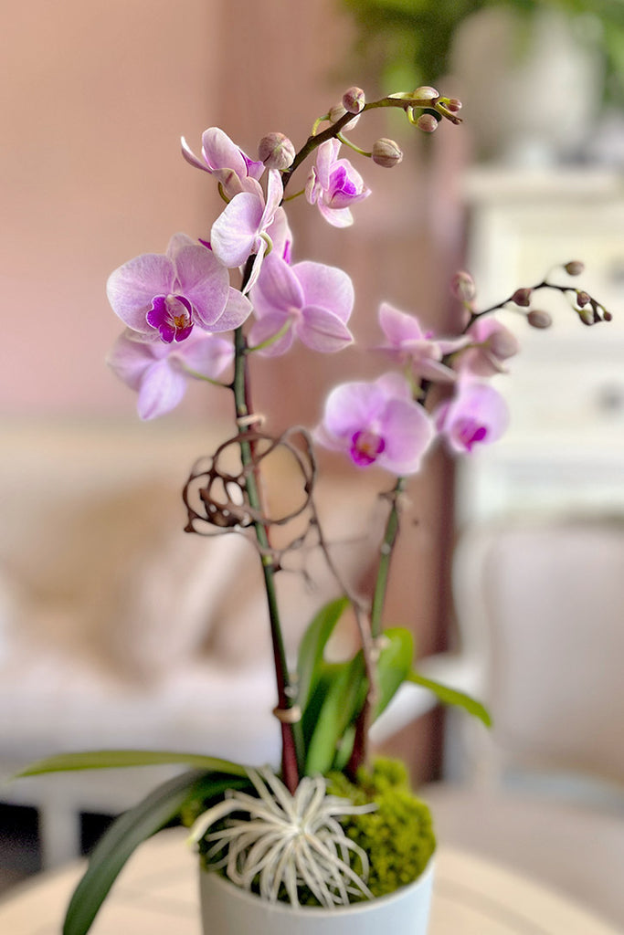 Blush Theory Orchids