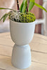 Blush Theory Orchids