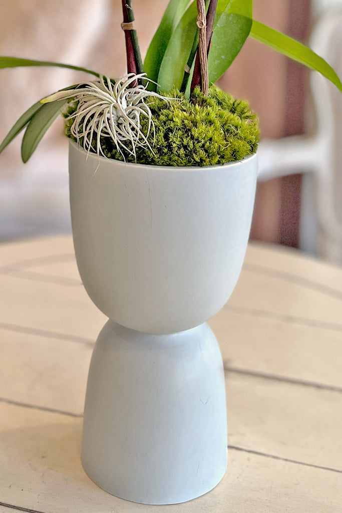 Blush Theory Orchids