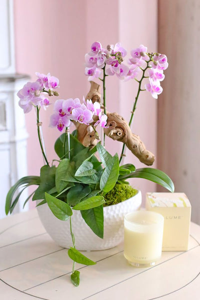 Blush Orchid Haven