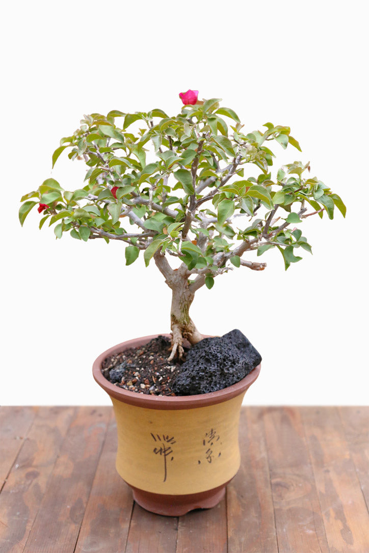 Bougainvillea Mirage Bonsai