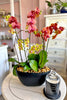 Brentwood Blaze Orchids