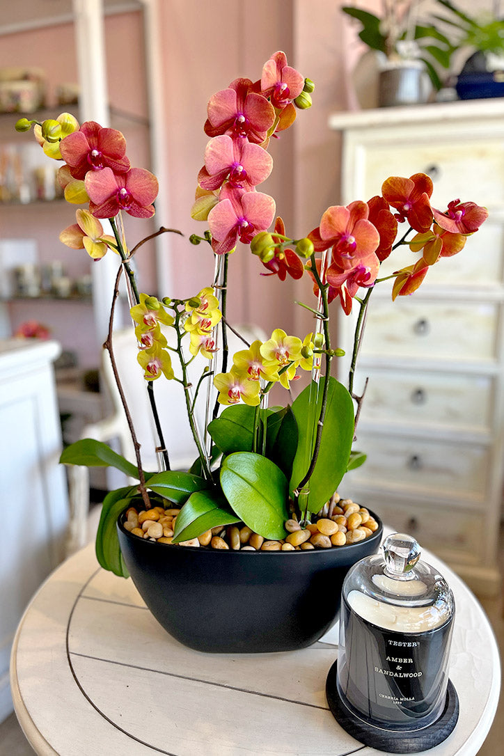 Brentwood Blaze Orchids