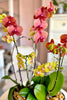Brentwood Blaze Orchids