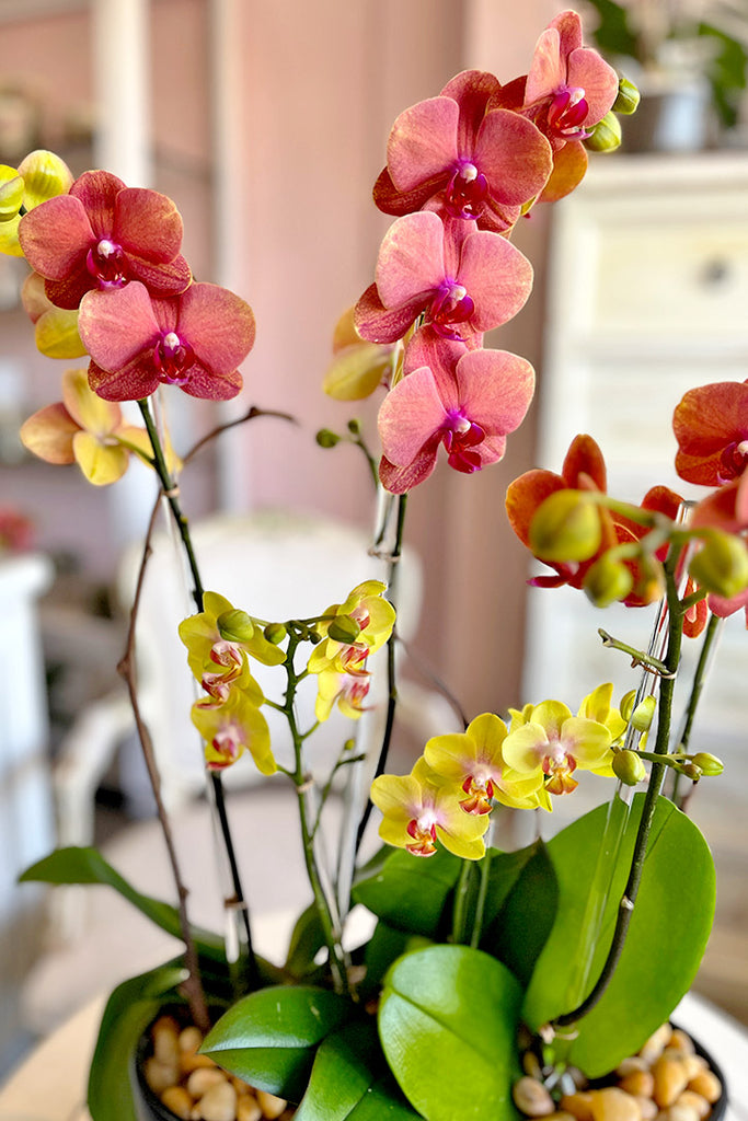 Brentwood Blaze Orchids