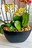 Brentwood Blaze Orchids