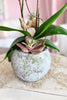 Cali Breeze Orchids