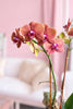 Cali Breeze Orchids