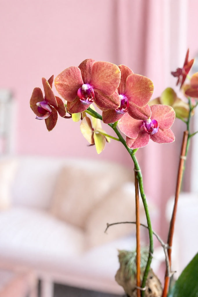 Cali Breeze Orchids